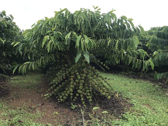 Image of <strong>Robusta Amazônico – Cultivar híbrida de café – BRS 2336</strong>