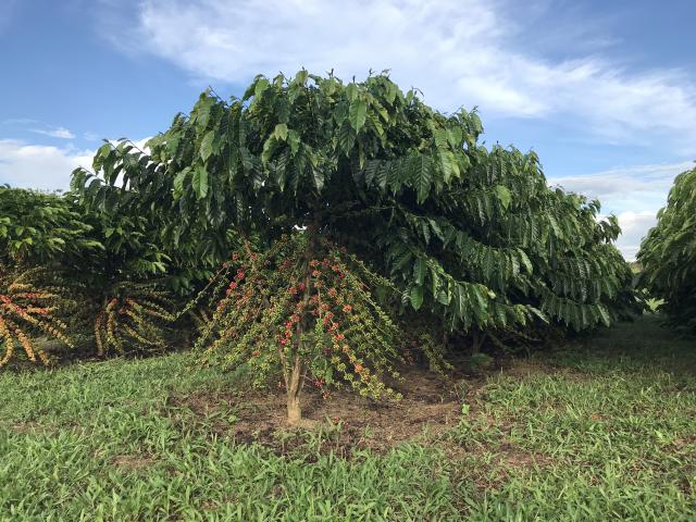 Image of <strong>Robusta Amazônico – Cultivar híbrida de café – BRS 3137</strong>