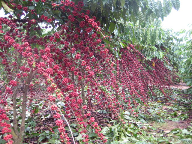 Image of <strong>Robusta Amazônico – Cultivar híbrida de café – BRS 3193</strong>