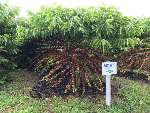 Image of <strong>Robusta Amazônico – Cultivar híbrida de café – BRS 3210</strong>