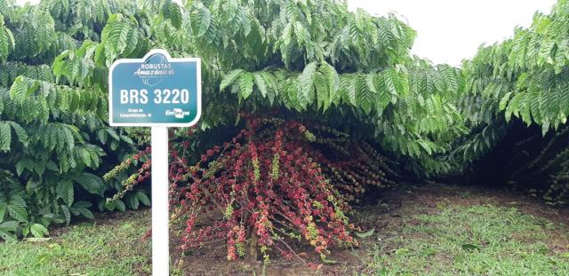 Image of <strong>Robusta Amazônico – Cultivar híbrida de café – BRS 3220</strong>