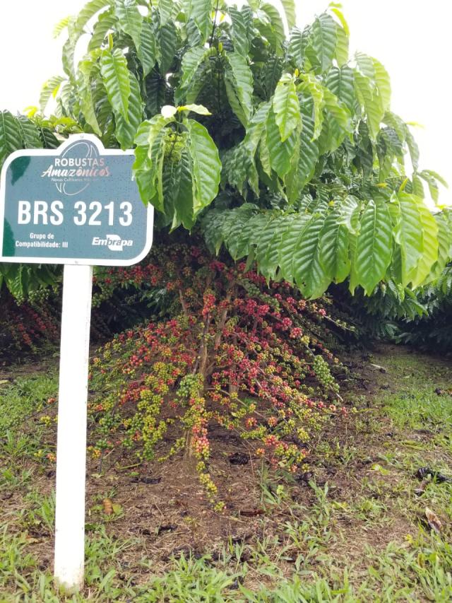 Image of <strong>Robusta Amazônico – Cultivar híbrida de café – BRS 3213</strong>