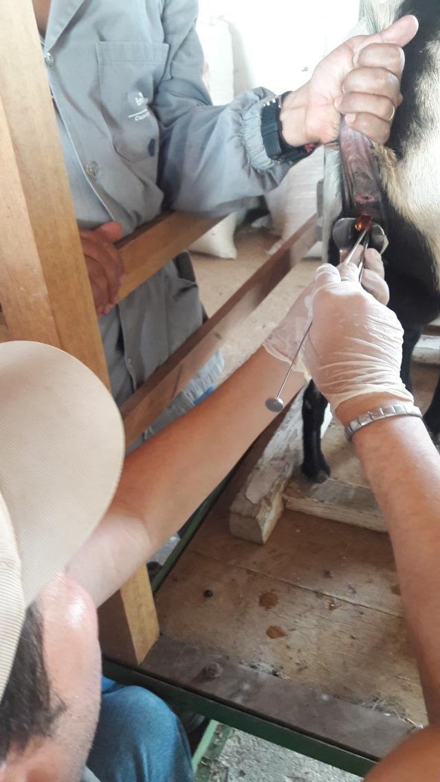 Imagem de Hambúrguer vegetal elaborado com concentrado proteico de castanha-do-brasil