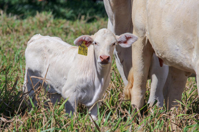 Imagem de Protocolo Carne Baixo Carbono