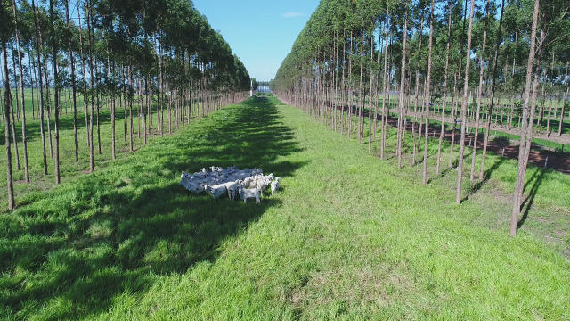 Image of Intensive Beef Cattle Production System: PPS (Precocity, Produtivity and Sustainabiity)