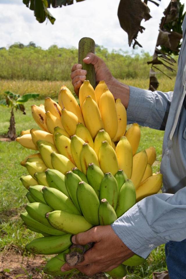 Imagem de Fitas probióticas de banana