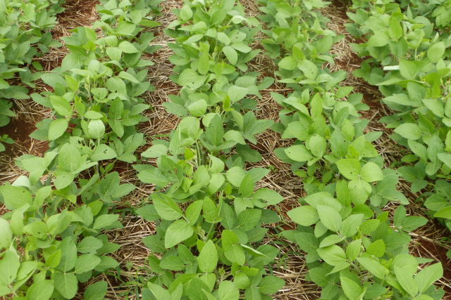 Image of Soybeans - BRS 2560XTD 
