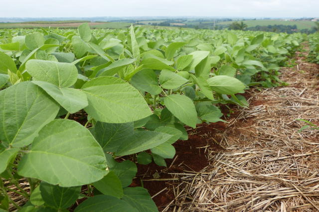 Image of Soybeans - BRS 2562XTD