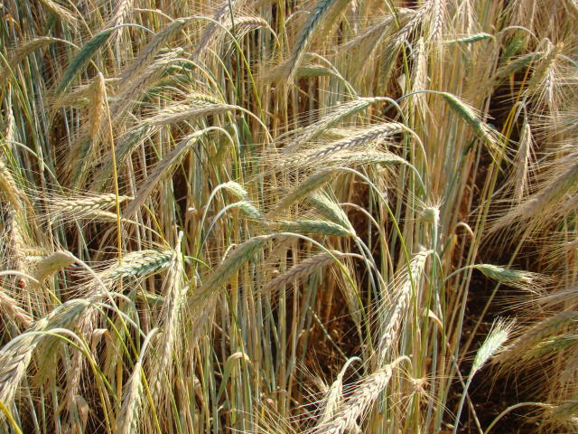 Image of <strong>BRS Surubim Triticale</strong>