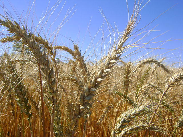 Image of <strong>Wheat - BRS Atobá</strong>