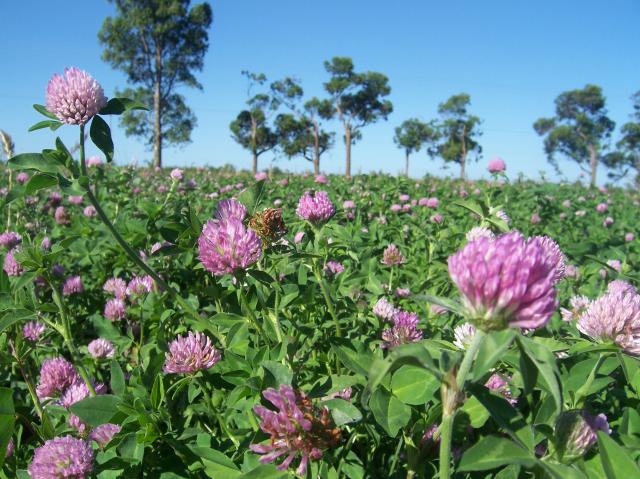 Image of <strong>Red clover cultivar – URS BRS Mesclador</strong>   