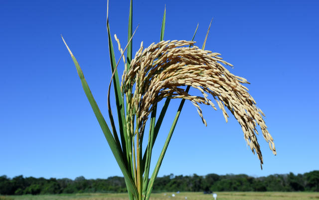 Imagem de Arroz BRS A502