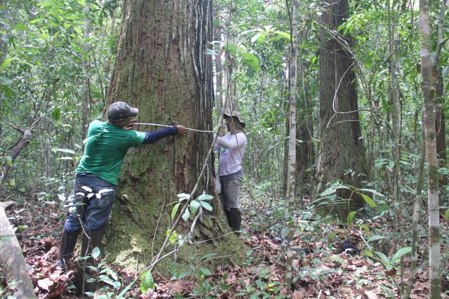 Image of BOManejo: software for forest managers