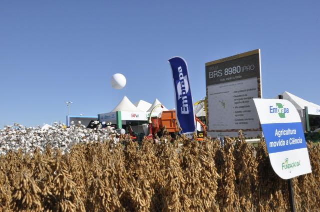 Image of <strong>BRS 8980IPRO soybeans</strong>