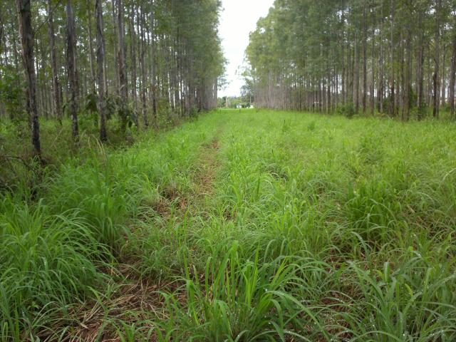 Imagem de <em>Andropogon gayanus</em> Cv. Planaltina