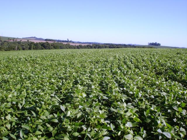 Image of Bioproduto com ação na fixação de nitrogênio e na promoção de crescimento de plantas
