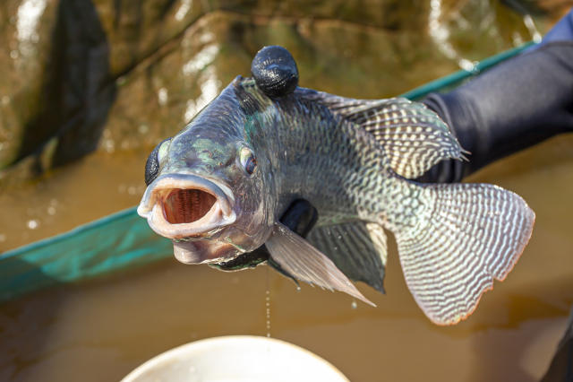 Imagem de Aquicultura Certa: Aplicativo para gestão inteligente da aquicultura