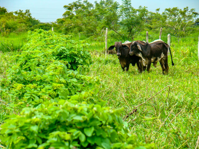 Image of GliriNUTRI - Gliricidia farming for protein bank