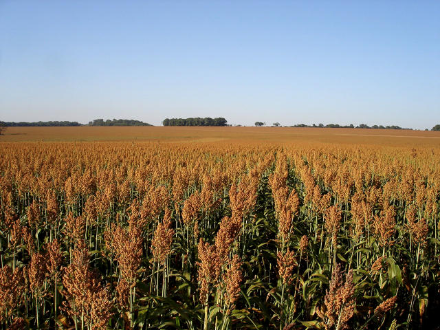 Imagem de Sorgo - BRS 330