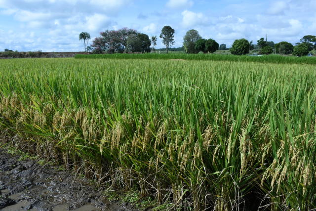 Imagem de Arroz BRS A704