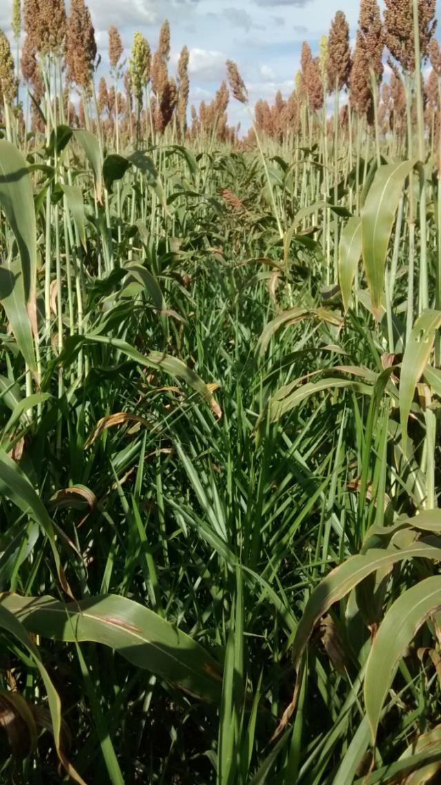 Image of Sistema Diamantino - Consórcio de sorgo biomassa com gramíneas forrageiras