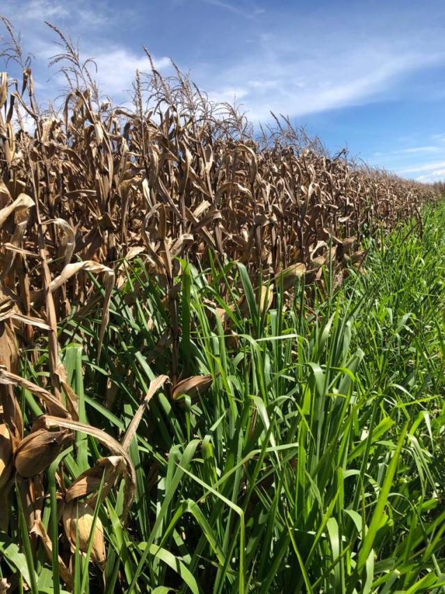 Imagem de Consórcio de milho com Panicum maximum cultivar BRS Zuri para manejo de plantas daninhas tolerantes ou resistentes ao herbicida <em>glyphosate</em>