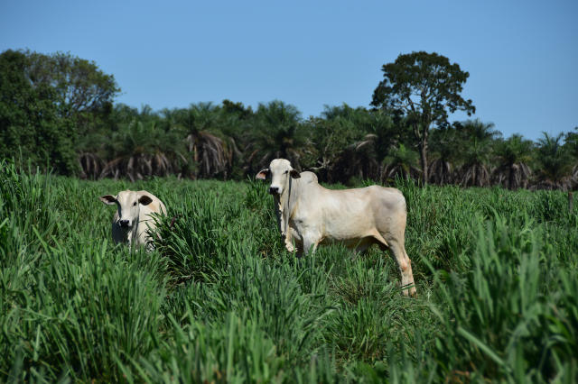 Imagem de <em>Andropogon gayanus</em> BRS Sarandi