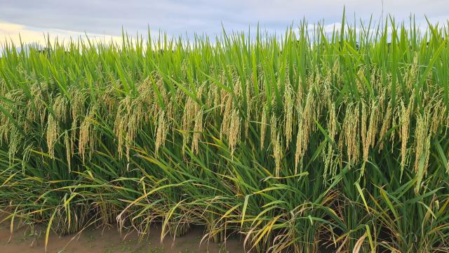 Imagem de Arroz BRS A706 CL