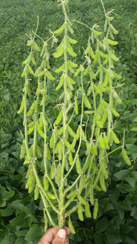 Image of Soja BRS 559RR