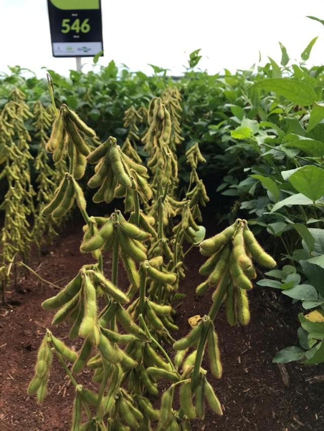 Image of Soja BRS 546