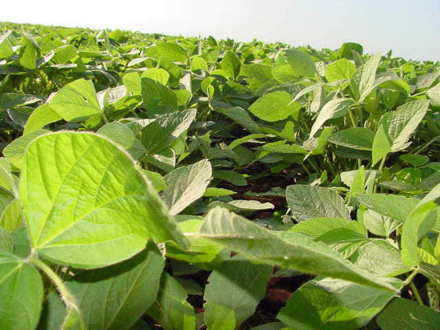 Image of BRS 7881IPRO Soybeans