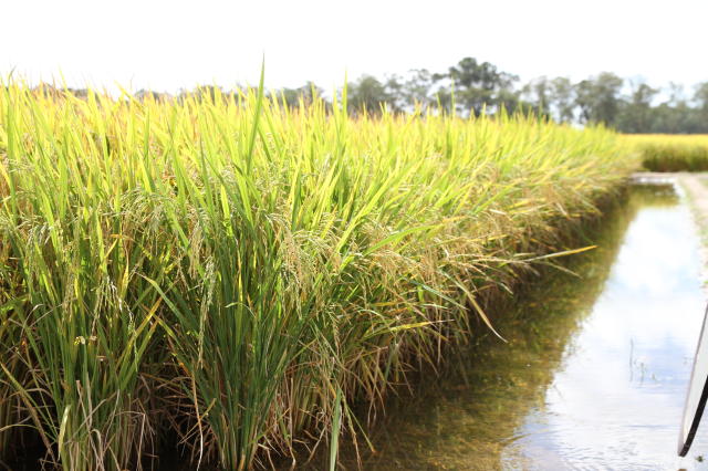 Imagem de Arroz irrigado BRS Pampa