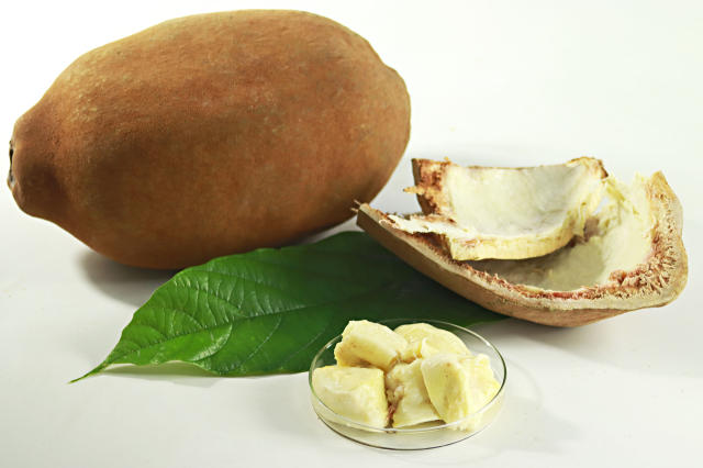 Imagem de Cupuaçu 5.0 - Kit de cultivares de cupuaçuzeiro de alta produtividade e boa resistência à vassoura-de-bruxa   
