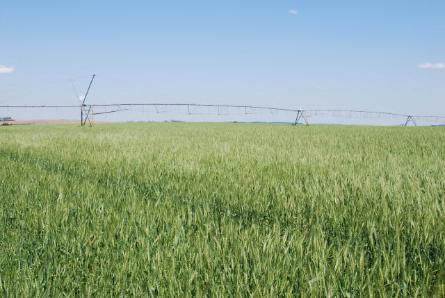 Image of Wheat BRS 327 
