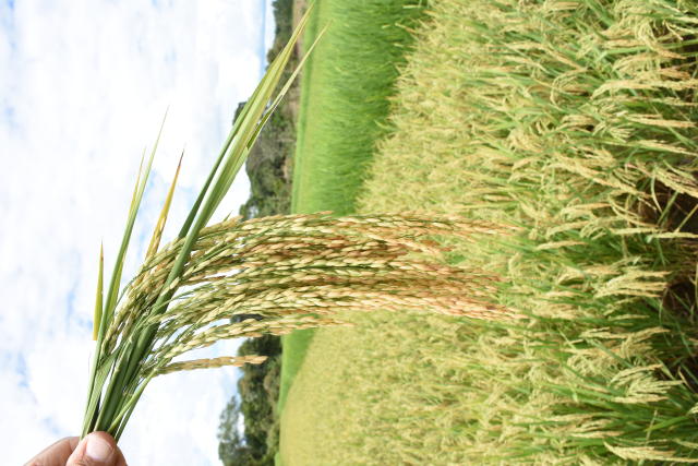 Imagem de Arroz BRS A705