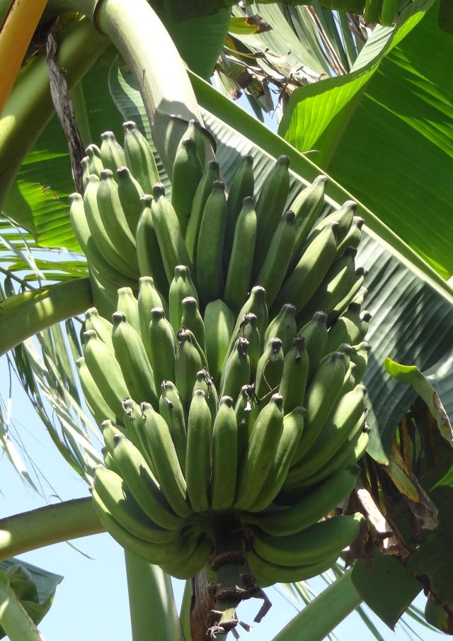 Imagem de Banana BRS Pacoua