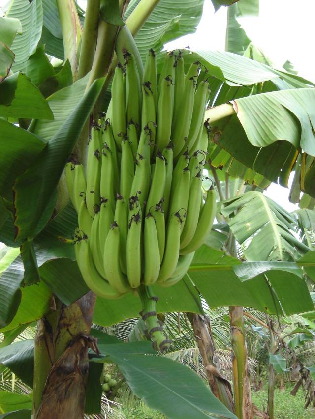 Imagem de Banana Terra BRS PL03 (Terrinha)