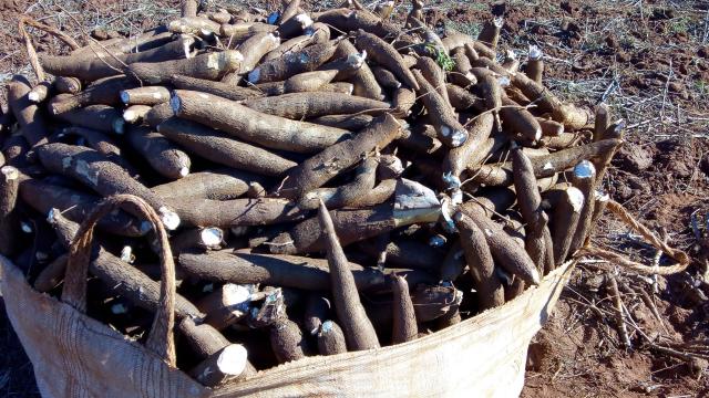 Image of <strong>BRS 420 - Cassava cultivar for the industry</strong>