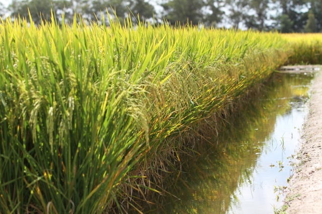 Imagem de Arroz SCSBRS126 Dueto