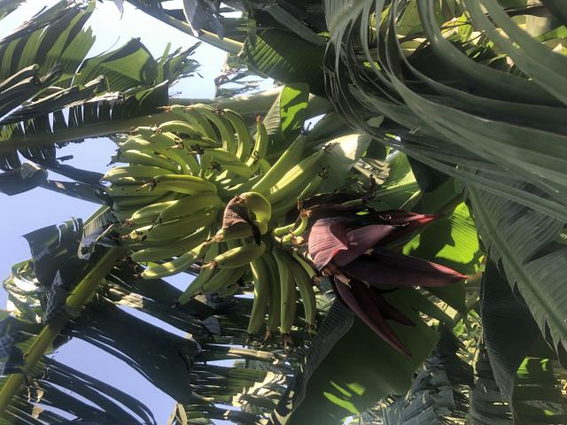 Imagem de Plátano BRS Terra-Anã