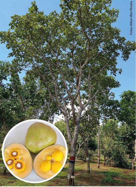 Image of Pequi GOBRS 102
