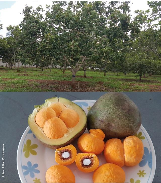 Image of Pequi GOBRS 203