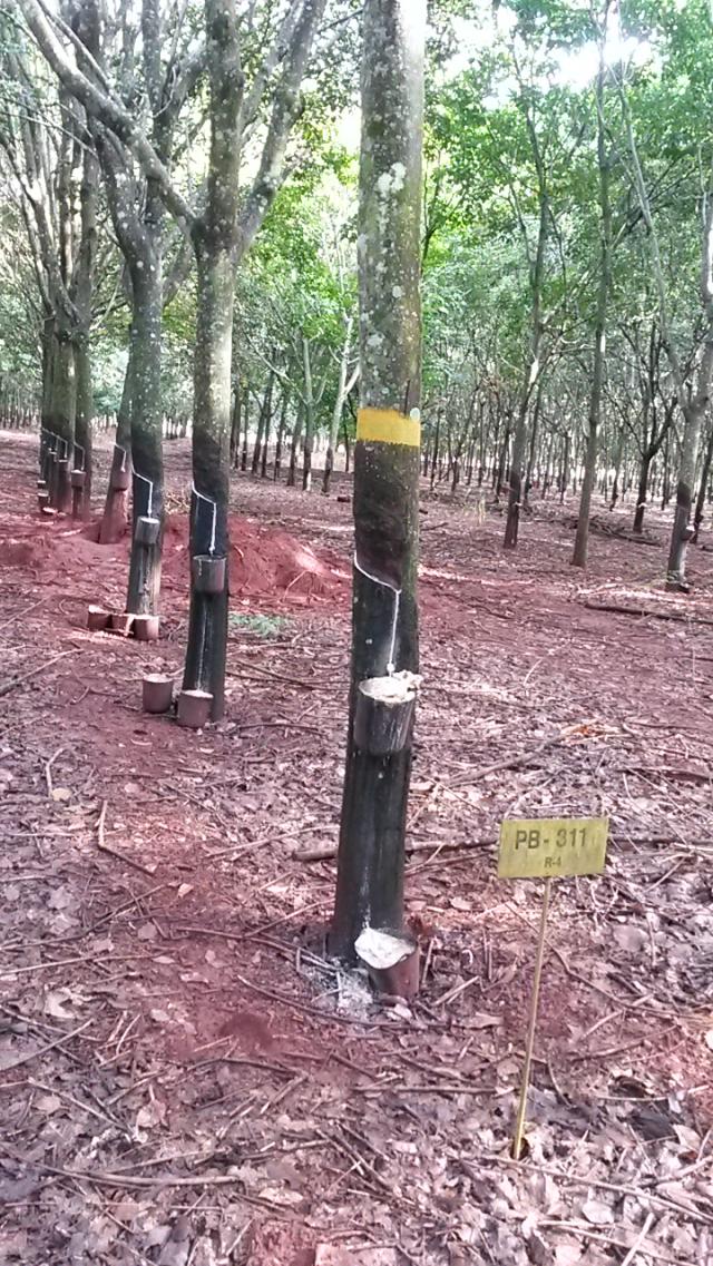 Image of Seringueira PB 311