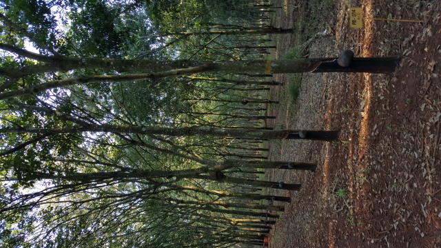 Image of Seringueira PB 314