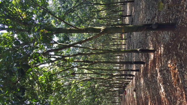 Image of Seringueira PC 119