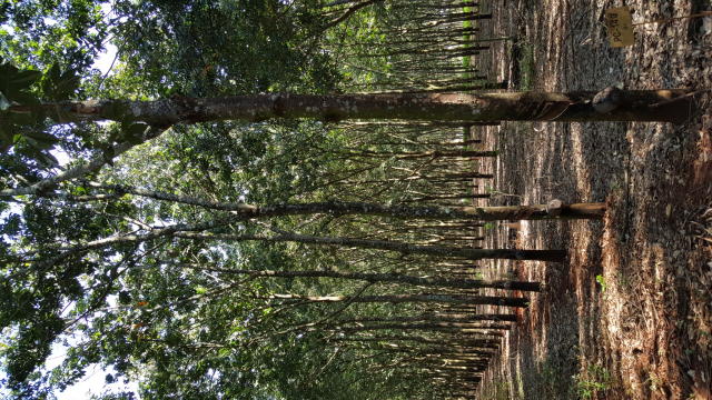 Image of Seringueira PC 140