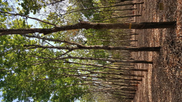 Image of Seringueira RRIM 713