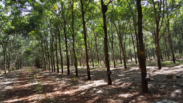 Image of Seringueira RRIM 901
