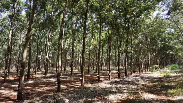 Image of Seringueira RRIM 937