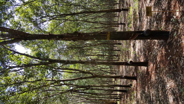 Image of Seringueira RRIM 938